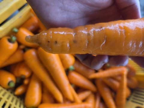 自然栽培人参わけあり10キロ：青森県産の野菜｜食べチョク｜産地直送