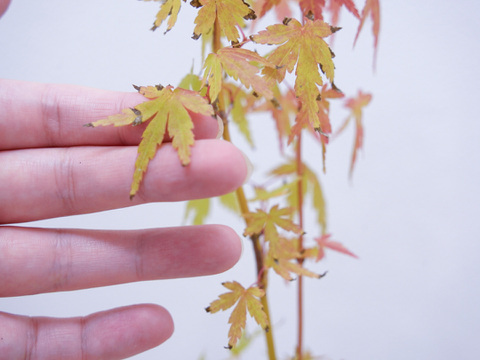 ミニ盆栽【紅葉🍁ヤマモミジ×黒陶器】高さ37cm×横x10cm【朝市限定】