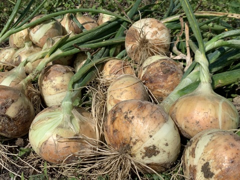 【自然農】ももタケ『季節の野菜セット』肥料・農薬不使用、天地の恵み・露路栽培※少量多品目生産のため数量に限りがあります