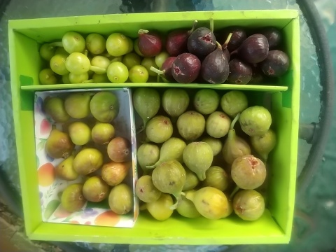 冷凍イチジク1.5ｋ(500g x 3) 完熟収穫＆農薬不使用