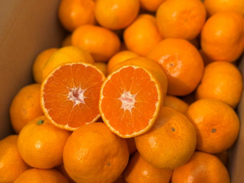 【注いだら最後、止まらない】甘味×酸味が絶妙！福みかんジュース｜愛媛・西宇和産