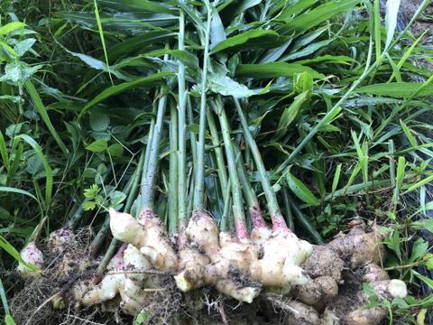 【26年度・家庭菜園向け！】高知県産・自然栽培　種生姜　500g