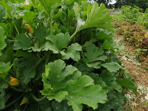 今が旬！ズッキーニ 約2kg （6～8個）農薬·化学肥料不使用