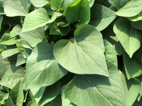 干しいも【切り落とし】500g（250g×2袋）　ほしいも