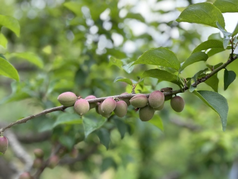 「小粒の果実でうめしごと」中山農園の小梅✳︎梅ジュース・カリカリ梅用‼︎