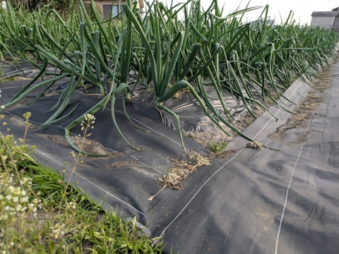 晩生玉ねぎ【豊泉】　福岡産　4kg