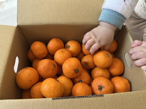 ラスト2箱【お待たせしました】
2キロ箱【超小粒】
見た目より味が濃い♪
まーくん家のちっちゃなみかん