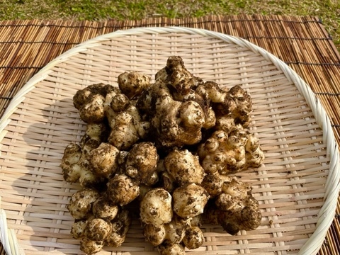 鹿児島県産　スーパーフード　菊芋 3kg　菊芋