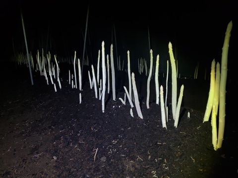 鮮度抜群！那須高原ホワイトアスパラ太め900g