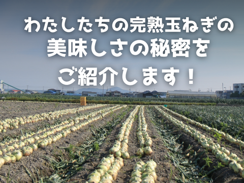 【玉ねぎの最高峰】淡路島 完熟玉ねぎ10kg 約30～40個入