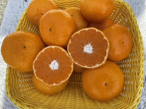 樹上熟成 極早生みかん 約5kg