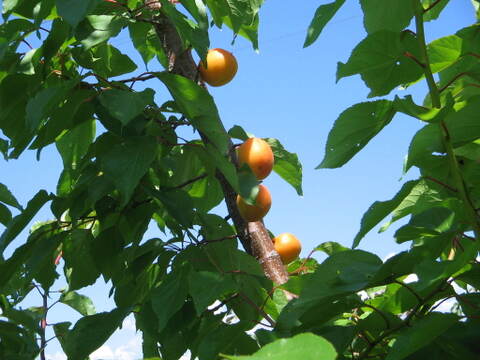 あんずジャム（200ｇビン×５個入り）長野県産あんず使用