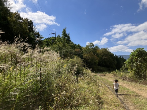 おおふくの菊芋 5キロ〜生でシャキシャキ加熱でほくほく〜 京都府産農薬不使用有機肥料栽培