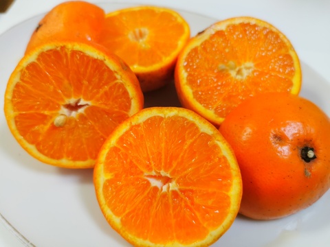 果汁たっぷりセミノール S~Mサイズ　５Kg  化学系農薬を使わない栽培