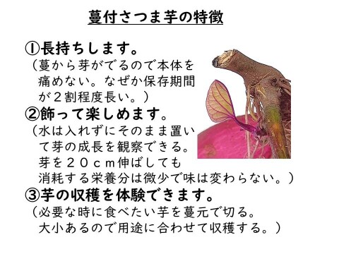掘りたて　蔓つき紅はるか　飾って楽しみ、甘くなったら焼き芋に　 4.5kg