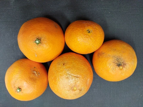 樹上完熟まどんな　家庭用Ｂ品　愛媛果試第28号　3キロ