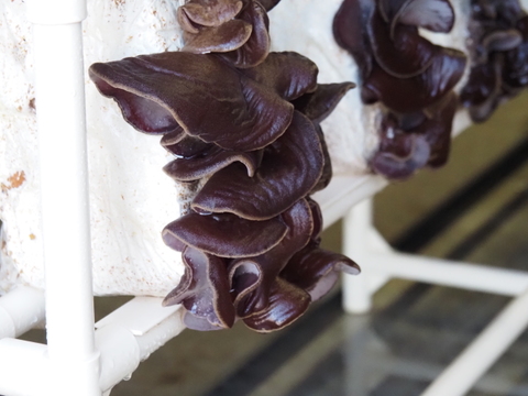 【特価!!】栃木県産生きくらげ（バラ売り）