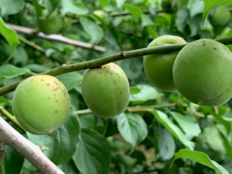 まじりっけなし！梅シロップ梅酒に最適！『色づき白加賀』10kg 自然栽培の梅。様々なレシピに。農薬不使用