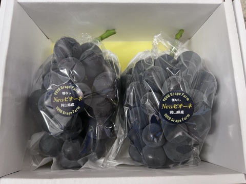 大粒！高糖度！岡山県産ニューピオーネ1.2kg(2房入)：岡山県産の