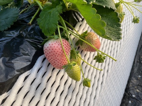 【ゲン担ぎ福袋】年越し・迎春用『紅白セット』フレーズのこだわりいちご(縁起物)