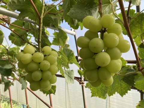 数量限定《訳あり》家庭用　　岡山県産シャインマスカット　粒詰め合わせ約350g×4p