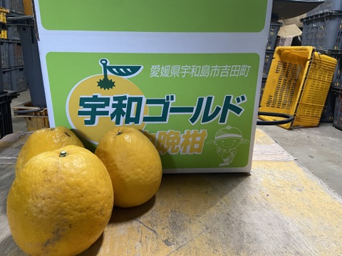 【おおだま】さわやかな酸味と甘み！暑い季節は宇和ゴールド（河内晩柑）（８ｋｇ）想像よりもデカいです。