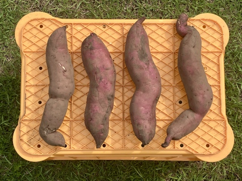 訳あり】あまはづき（4.5kg）｜特大サイズ｜規格外｜B品｜栽培期間中