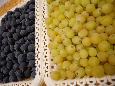 ゴールデンシャインマスカット&BKシードレス
