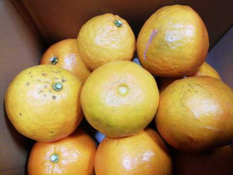 大谷伊予柑(オオタニイヨカン)５㎏【農薬・化学肥料不使用】【熨斗(のし)対応可】