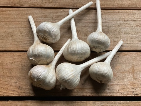 農薬・化学肥料不使用！食欲誘う香ばしさ！平戸にんにく(1kg)