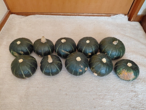 【キズあり】北海道産ほくほくのミニカボチャ。4.5kg前後（10個前後）