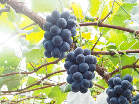 数量限定!!岡山県産『ナガノパープル＆ピオーネ』食べ比べセット