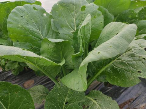 ✨旨味凝縮！少し大きめのパワフル小松菜！炒め物に最適（虫食い跡あり）農薬・化成肥料不使用✨