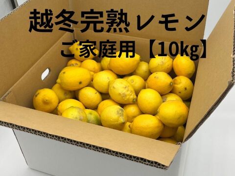 家庭用 越冬完熟レモン 瀬戸内産レモン S～2Lサイズ 10㎏