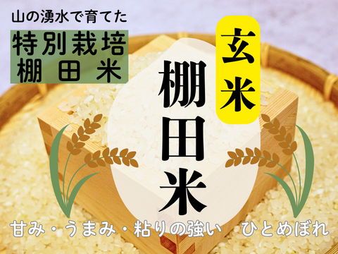 【令和7年新米】湧水で育てた棚田米　ひとめぼれ 特別栽培米　玄米　大分県産 10kg