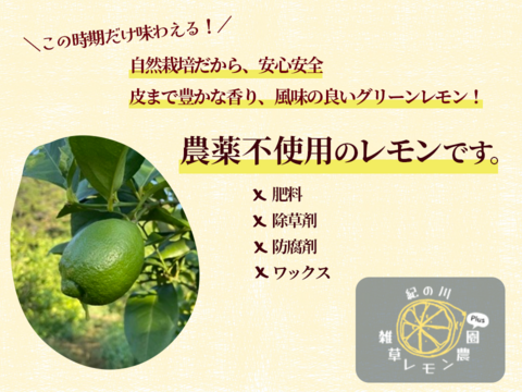 【この時期だけ味わえる爽やかな香り！】自然栽培グリーンレモン2㎏箱詰-農薬不使用・無肥料・無除草剤