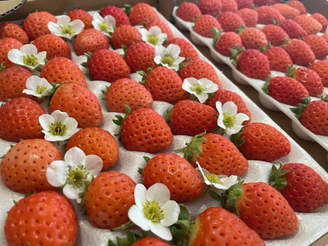 子どもが喜ぶ夏イチゴ☆農園おすすめの超小粒☆(2025年 夏秋お届け)