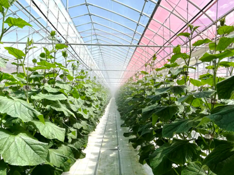 フルーツのような甘さ！みずみずしくておいしい！福島県須賀川市産『岩瀬きゅうり』　2kg