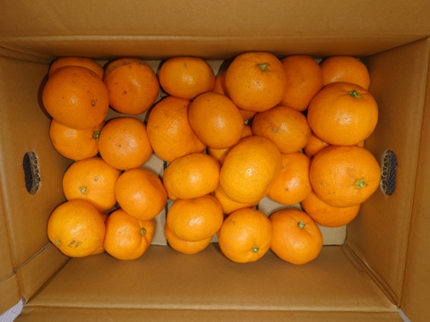 今年もありがとうございました！有田みかん混合3kg！お試し価格