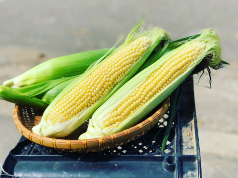 《北海道産》採れたて！とうもろこし6本(L.2L混合)