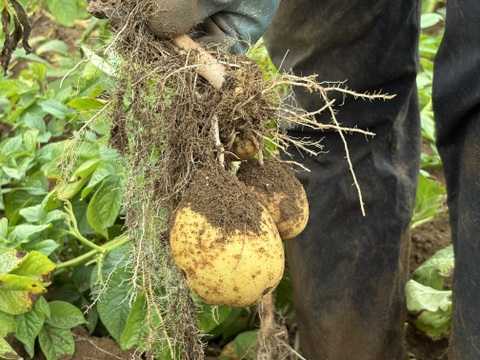 🥔✨新じゃが熟じゃが&越冬長芋、4点セット‼️合計約9kg
