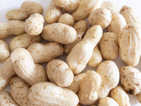 【落花生】生おおまさり 600g