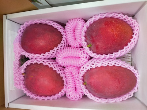 沖縄の恵みで心も満たす！ご褒美マンゴー【特選】（2㎏・4～6玉）