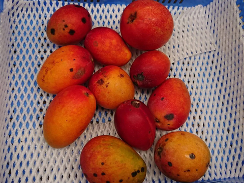 【訳ありマンゴー】約1kg 昨年も大人気！世界遺産「やんばる」から直送　完熟マンゴー 子供も大喜び、果汁があふれ出す甘みたっぷり。