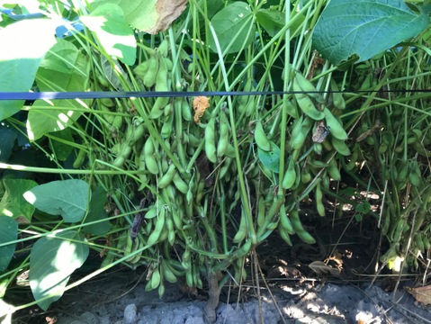 【期間限定】黒大豆えだまめ【秋の味！】