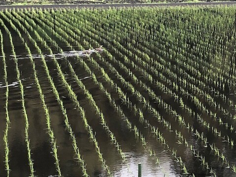 【令和7年新米】玄米30ｋｇ予約受付