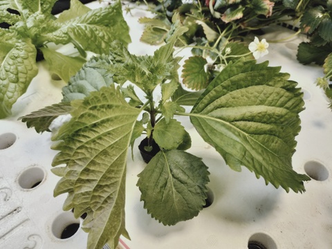 美味しいリーフレタス類などがメインの葉物野菜詰め合わせ　農薬、化学肥料不使用　80サイズ一箱