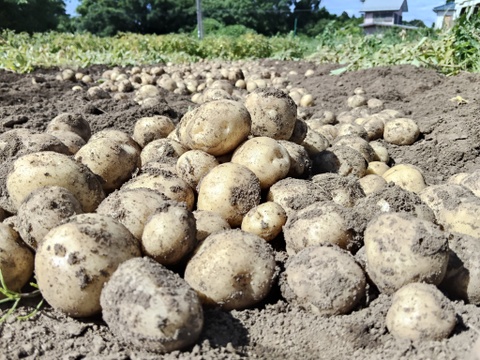 食べ比べ！じゃがいも1KG×4種【農薬・化学肥料不使用】