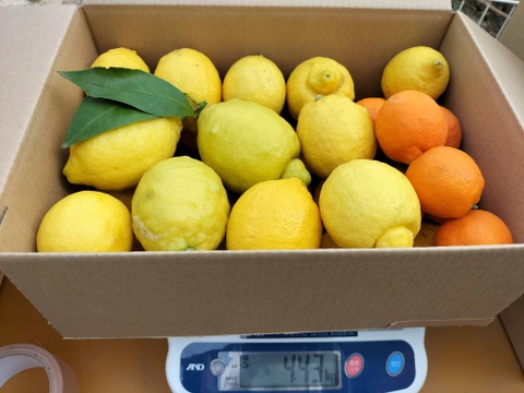 【味比べセット】食べられるレモネードレモン＋赤レモン＋リスボンレモンの詰め合わせ(約4キロ)