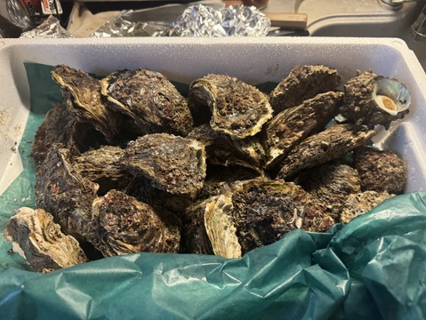 お得で人気な5Kgセット！！✨立山連峰の雪解け天然岩牡蠣✨（小～中サイズ20個前後）